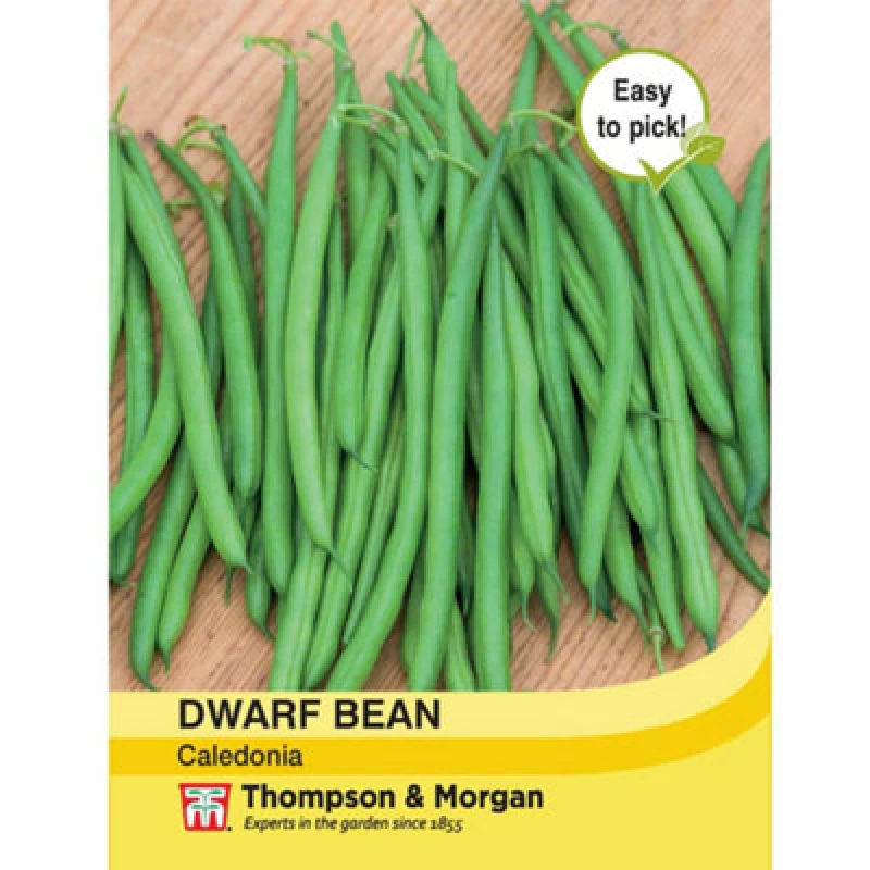 Image of Thompson & Morgan Bean Dwarf Caledonia 1 Seed Packet (100 Seeds)