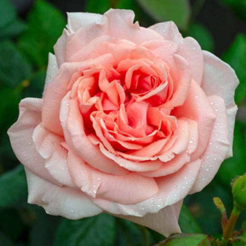 Image of You Garden Yougarden Rose 'it's A Wonderful Life', Set Of Two Bare Root Roses, Ready To Plant In Pots, Beds, Or Borders