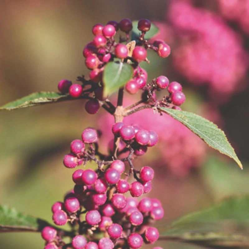 Image of Thompson & Morgan Callicarpa Bodinieri Profusion 9Cm Potted Plant X 3