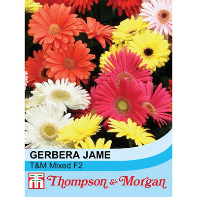 Image of Thompson & Morgan Gerbera Jamesonii T&m Mixed F2 Hybrid 1 Packet (30 Seeds)