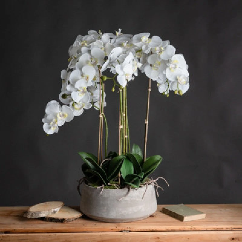 Image of Hill Large White Orchid In Stone Pot HI-19960