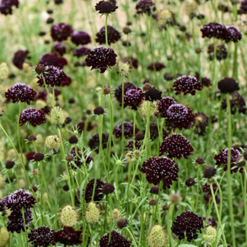 Image of Thompson & Morgan Scabious Ace Of Spades 1 Seed Packet (25 Seeds)