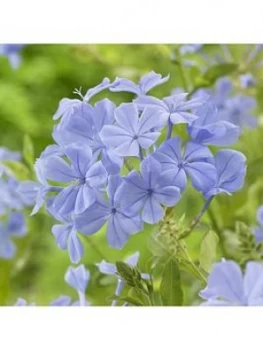 Image of Plumbago 2L 70Cm