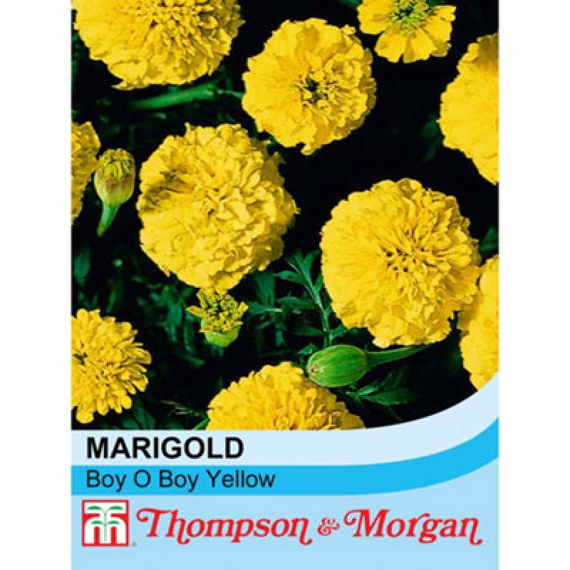 Image of Thompson & Morgan Marigold Boy O Boy Yellow 1 Seed Packet (115 Seeds)