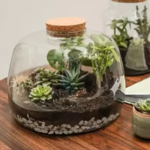 Image of Bowl Shape Large Terrarium DIY Kit Clear