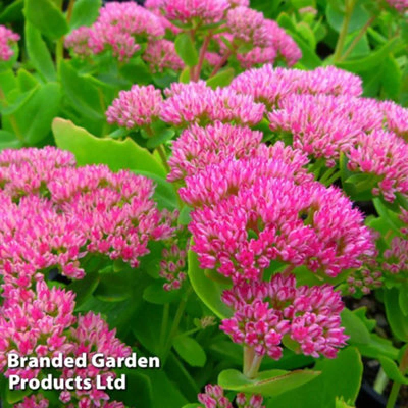 Image of Thompson & Morgan Sedum Spectabile Brilliant 1 Litre Potted Plant X 1