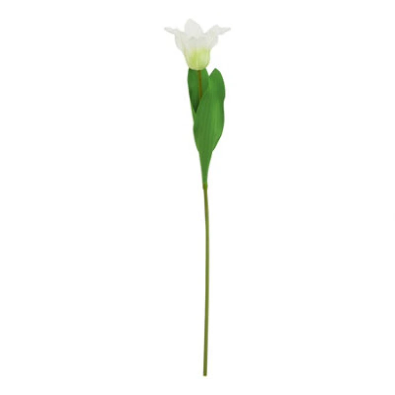 Image of The Natural Garden Collection White Parrot Tulip