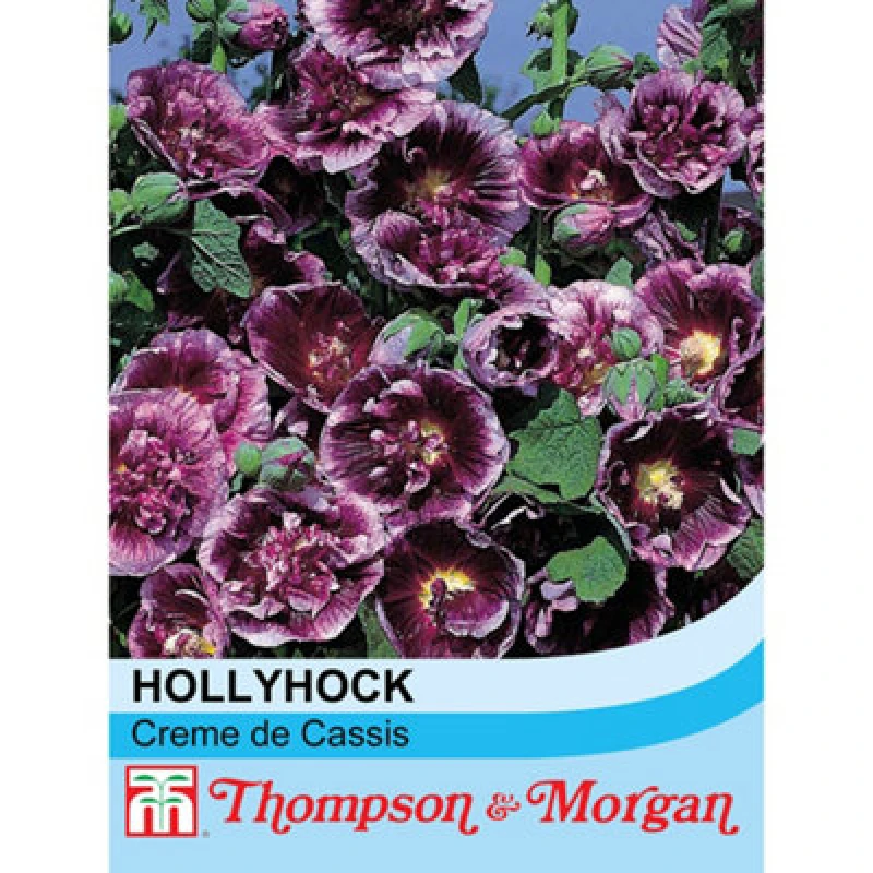 Image of Thompson & Morgan Hollyhock Creme De Cassis 1 Seed Packet (50 Seeds + 50% Extra Free)
