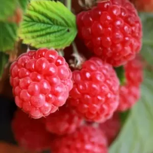 Image of YouGarden Raspberry 'sweet Sunshine' In 2L Pot