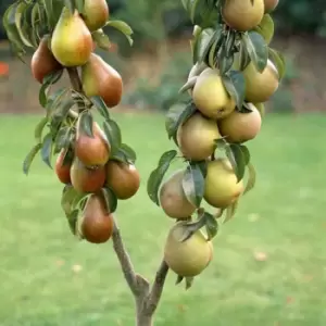 Image of YouGarden Duo Fruit Pear Tree 70-80Cm Tall In 3L Pot
