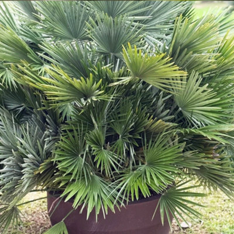 Image of You Garden Yougarden Volcano Palm, Chamaerops Compacta, Established Plant In 22Cm Pot, Ready To Plant Hardy Palm Tree, Mediterranean Style Ga