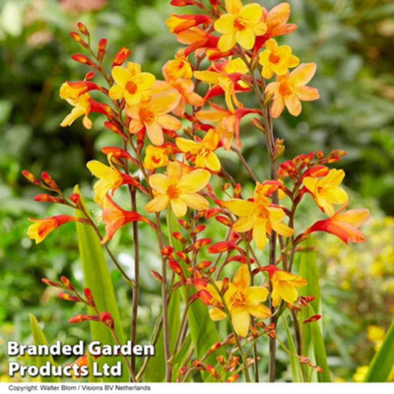 Image of Thompson & Morgan Crocosmia Harlequin 9Cm Pot X 1