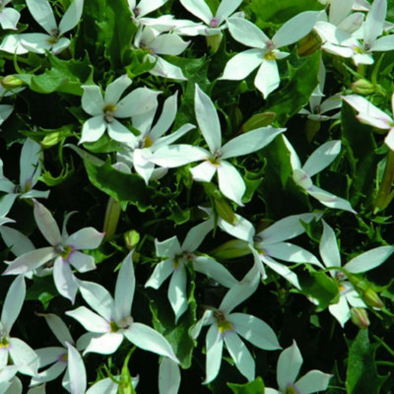 Image of Thompson & Morgan Laurentia White Star-Shaped Flowers Easy-Care Annual Seeds For Containers Baskets & Borders - 60 Seeds