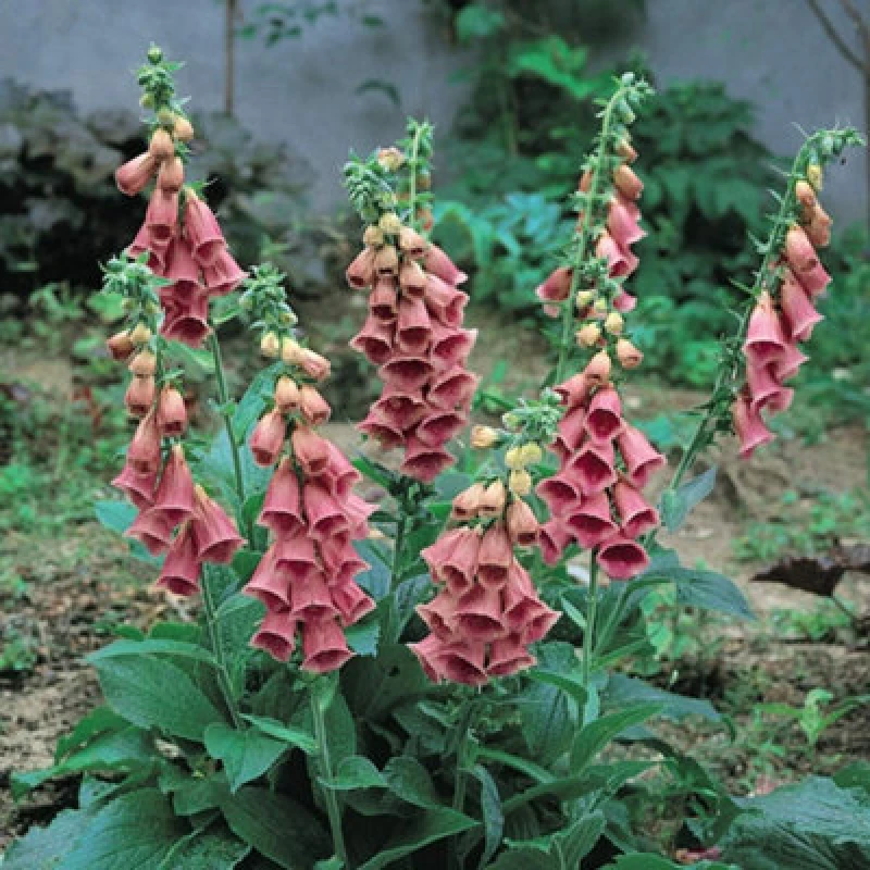 Image of Thompson & Morgan Foxglove Summer King 25 Percent 1 Seed Packet (60 Seeds)
