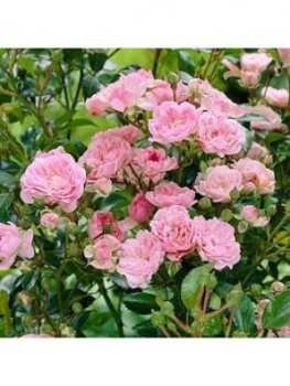 Image of Groundcover Rose The Fairy Pink 2L Pot