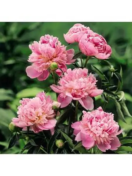 Image of YouGarden Peony 'Sarah Bernhardt' (1 Bare Root) - Size 1 Bare Roo