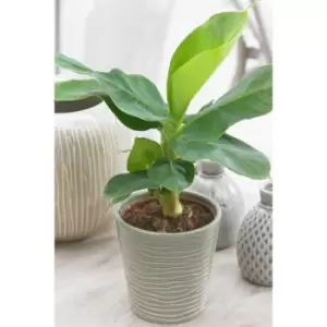 Image of Musa Tropicana Banana Plant