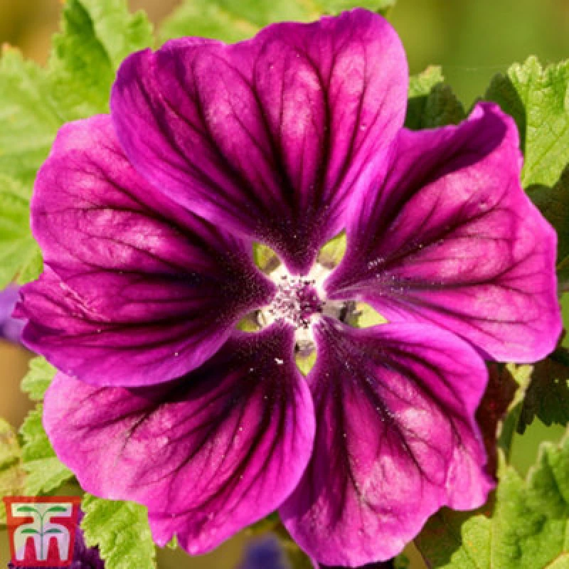 Image of Thompson & Morgan Malva Magic Hollyhock 1 Seed Packet (100 Seeds)