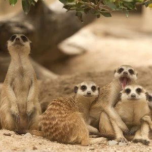 Image of Red Letter Days - Meet The Meerkats For Two