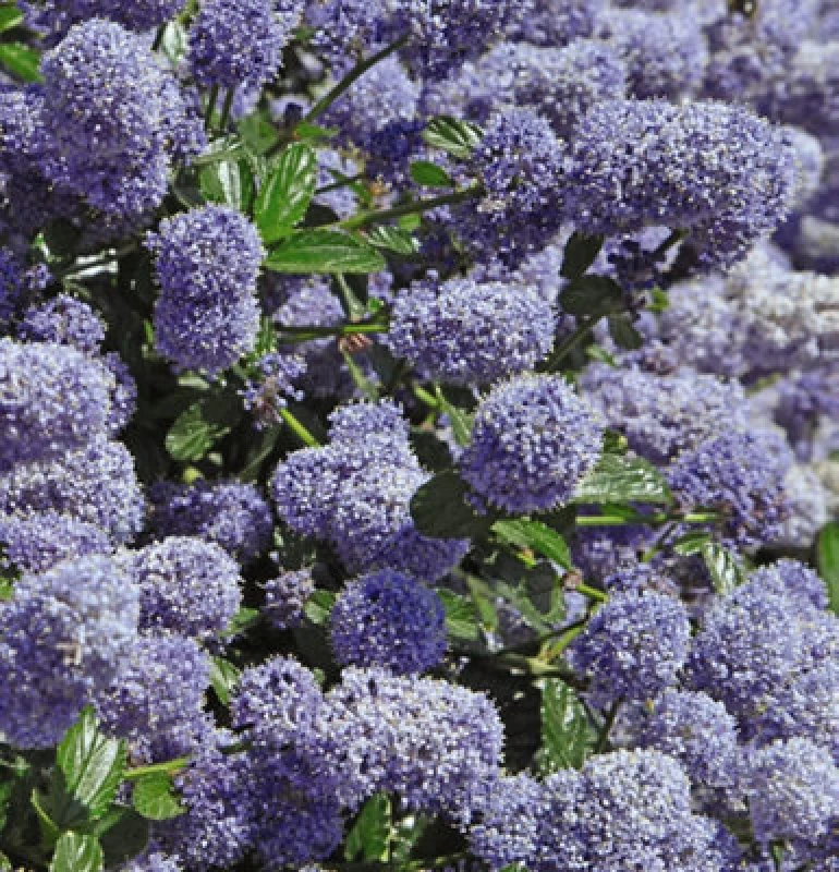 Image of Thompson & Morgan Californian Lilac - Ceanothus Repens 3.6 Litre Potted Plant x 1 - Spring Flowering, Loved by Butterflies and Bees, Blue 57533