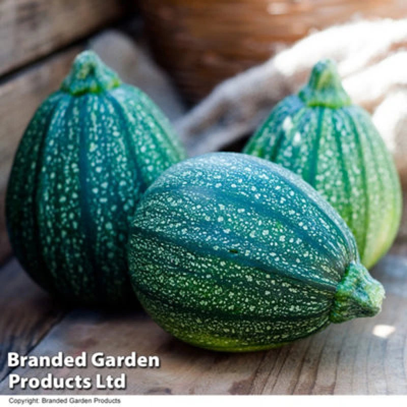 Image of Thompson & Morgan Courgette Cucurbita Pepo Boldenice F1 1 Packet (6 Seeds)