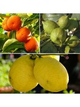 Image of Citrus Grove Collection 3 X 9Cm Plants