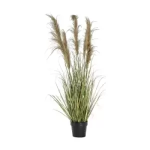 Image of Gallery Interiors Pampas Grass With 5 Heads