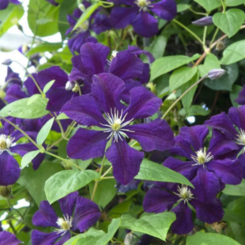 Image of Thompson & Morgan Clematis Viticella Etoile Violette 2 Litre Potted Plant X 1
