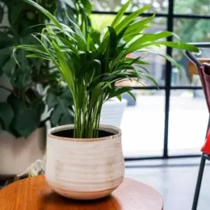 Image of Ivyline Pot Como Cream - H21Cm D26Cm