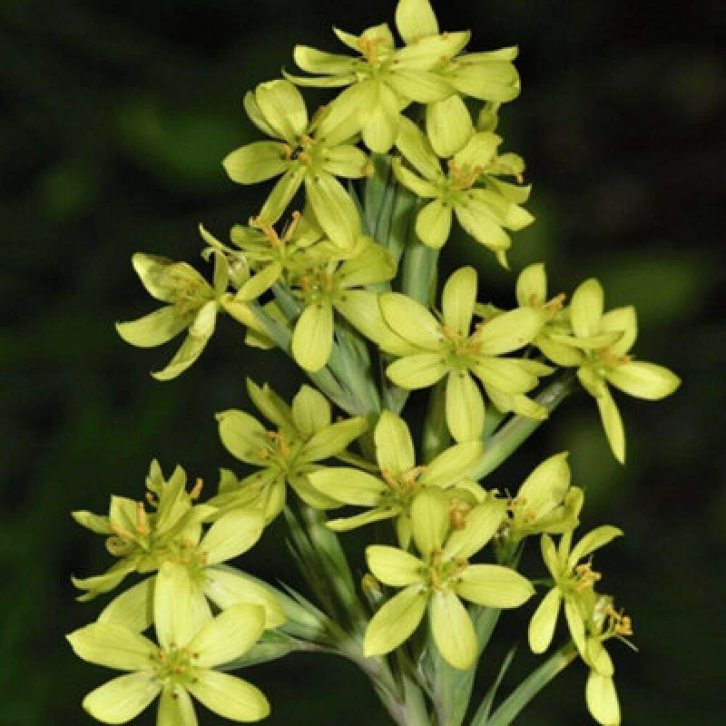 Image of Thompson & Morgan Sisyrinchium Palmifolium Canary 1 Seed Packet (15 Seeds)