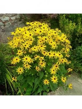 Image of Rudbeckia Goldsturm 3 X9Cm Plants