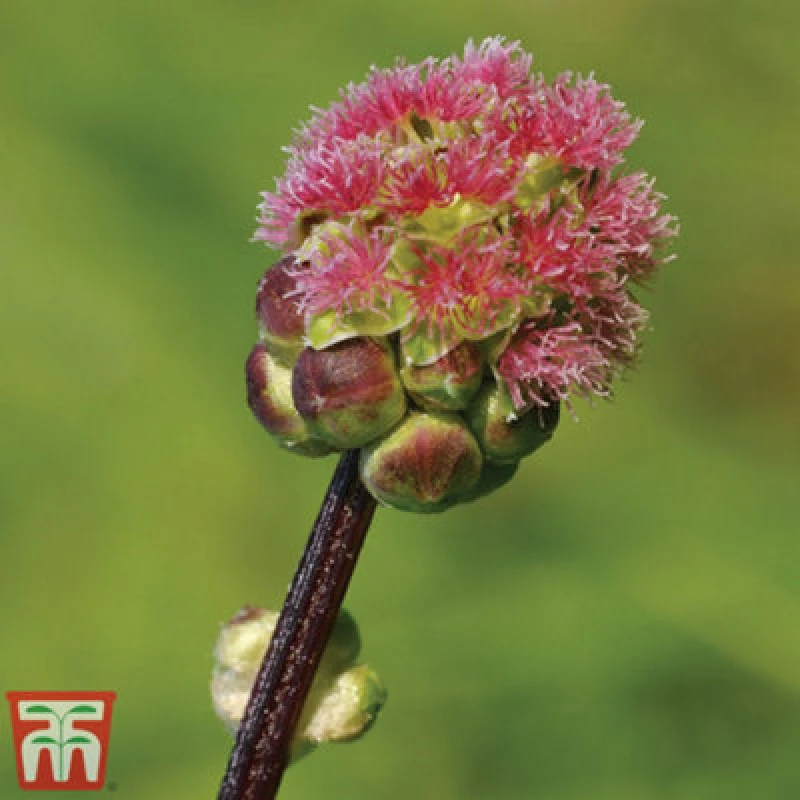 Image of Thompson & Morgan Herb Salad Burnet 1 Seed Packet (150 Seeds)