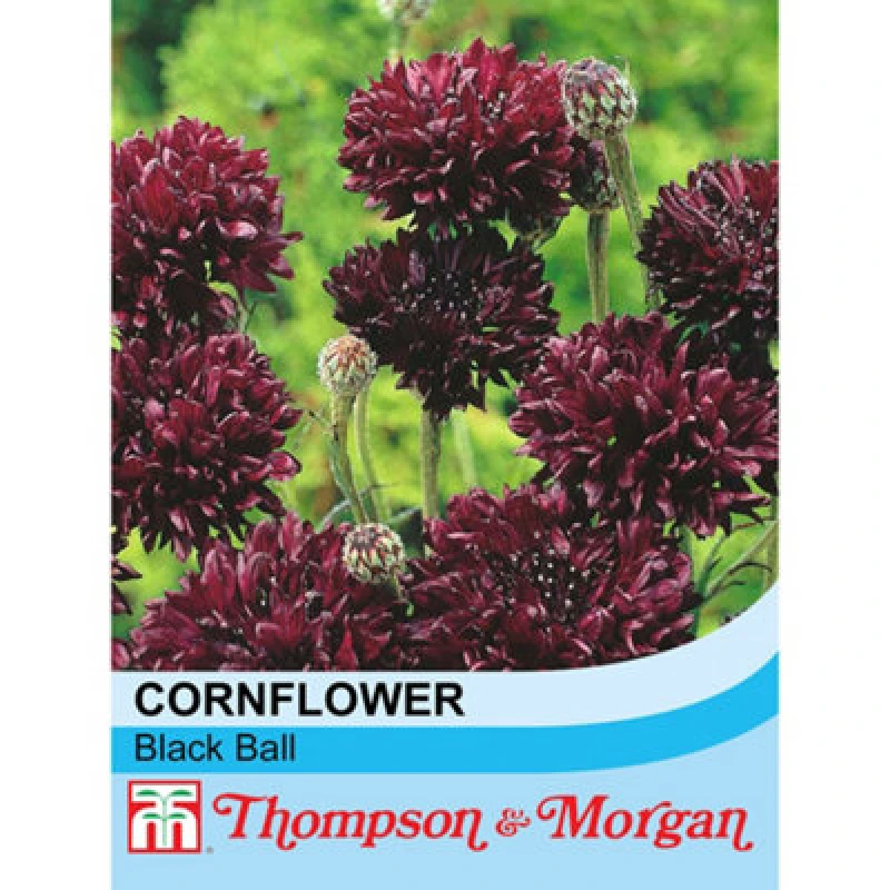 Image of Thompson & Morgan Cornflower Black Ball 1 Seed Packet (100 Seeds)