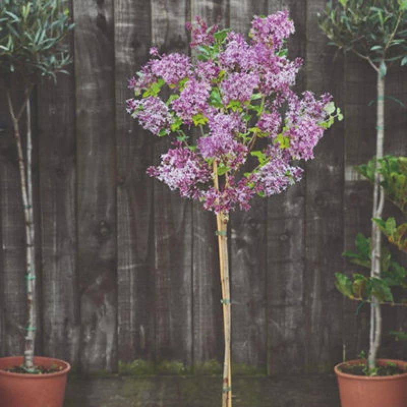 Image of Thompson & Morgan Syringa Meyeri Palibin (Standard) 60Cm Stem 2 Litre Potted Plant X 2