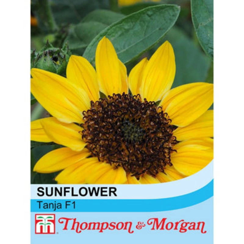 Image of Thompson & Morgan Sunflower Tanja F1 1 Packet (10 Seeds)