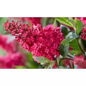 Image of Thompson & Morgan Thompson and Morgan Buddleja Butterfly Candy Little Lilia 9cm Pot x 1