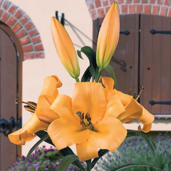 Image of Yougarden Skyscraper Lily 'Saltarello' x 5 Bulbs