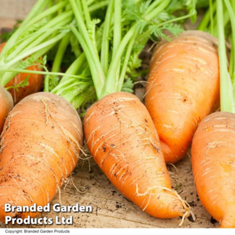 Image of Thompson & Morgan Carrot Paris Market - Rhs Kids 1 Seed Packet (1000 Seeds)