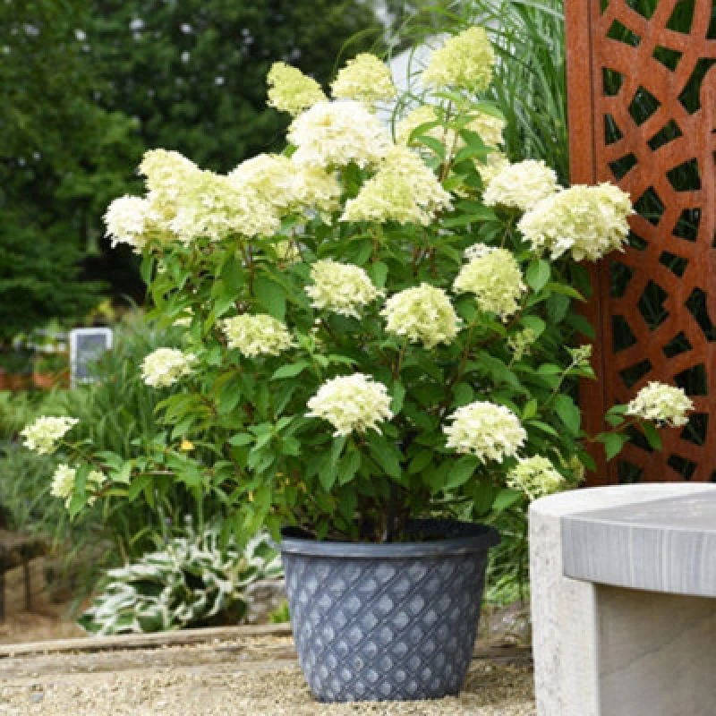 Image of Thompson & Morgan Hydrangea Paniculata Skyfall 9Cm Potted Plant X 2