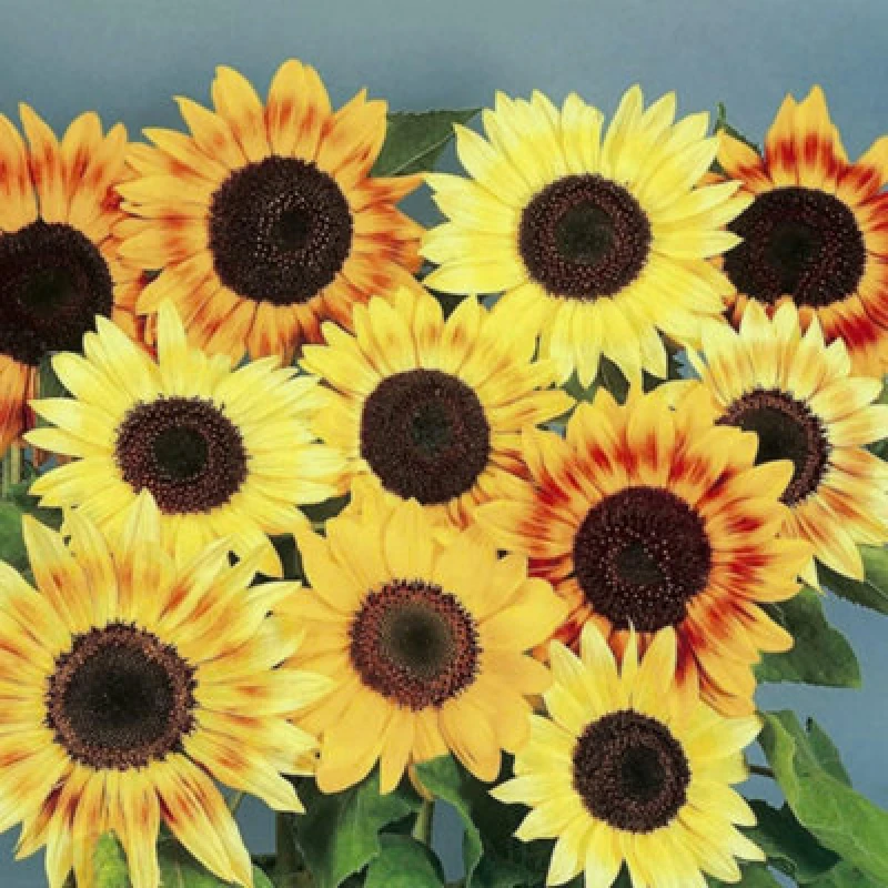Image of Thompson & Morgan Sunflower Music Box 1 Seed Packet (30 Seeds)