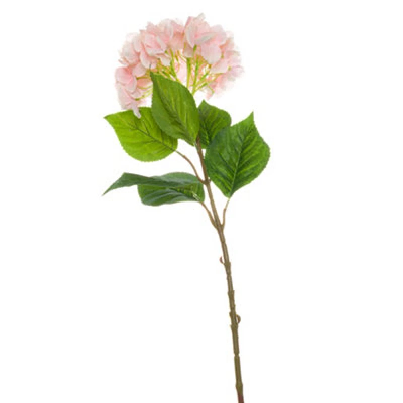 Image of Single Pink Hydrangea