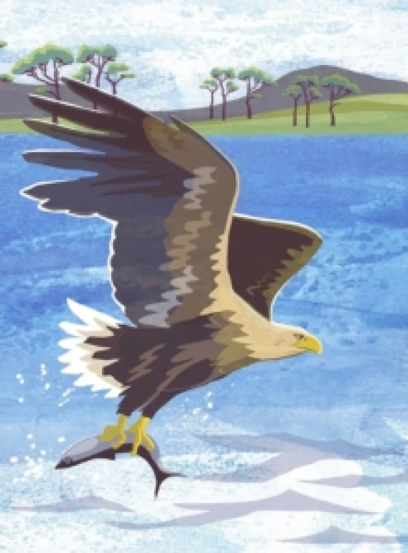 Image of Nature Notebook: Sea Eagle Notebook / blank book