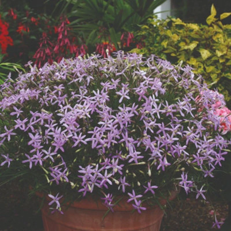 Image of Thompson & Morgan Laurentia Avant-Garde Pink Star Flower Seeds - 50 F1 Vigour Seeds For Pots Baskets Borders