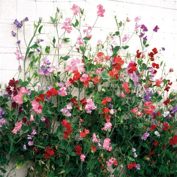 Image of YouGarden Sweet Pea Cut Flower Mix (20 Garden Ready Plants) 20 Plants Multi 40573299000