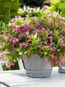 Image of Weigela Picobella Rosa 3 X 9Cm Pot