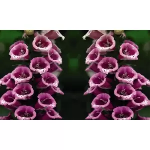 Image of Thompson & Morgan Thompson and Morgan Foxglove 'Candy Mountain' - 10 Plants