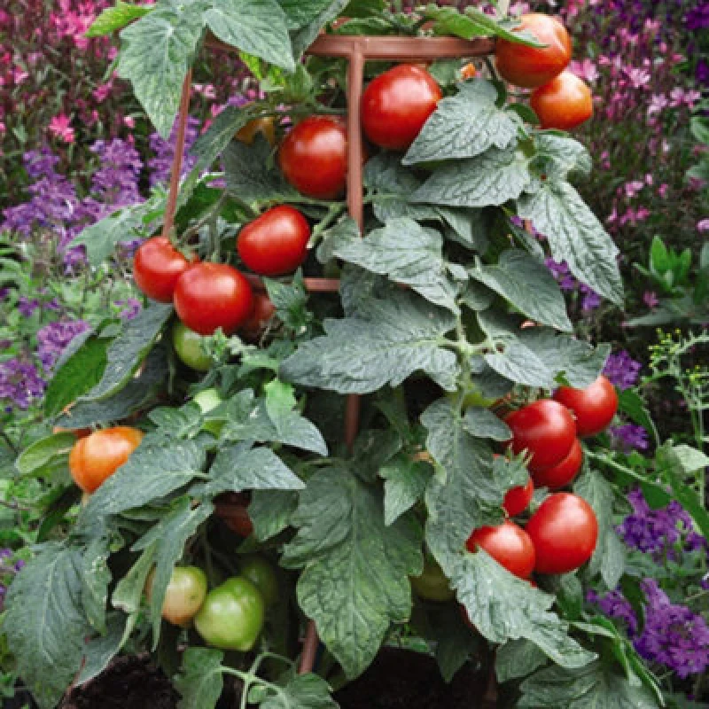 Image of Thompson & Morgan Tomato Divinity 1 Seed Packet (6 Seeds) - Blight Resistant Variety