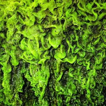 Image of High Places & Mankind - High Places CD