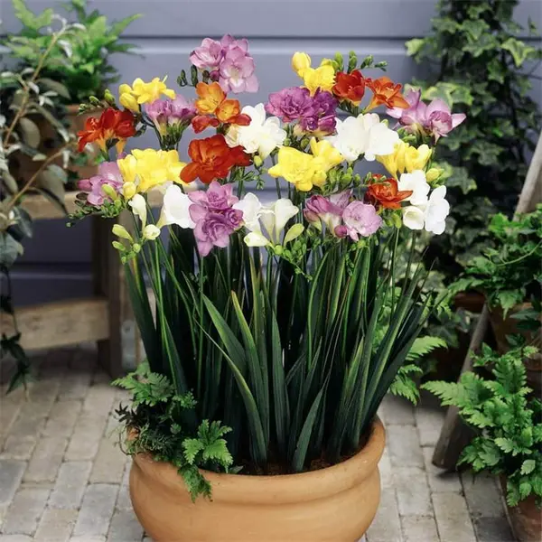 Image of YouGarden Freesias Double Mixed Corms - pack of 50 - Size 50 Corms