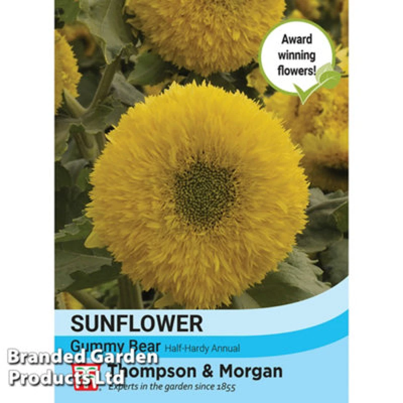 Image of Thompson & Morgan Sunflower Helianthus Annuus Gummy Bear 1 Seed Packet (15 Seeds)
